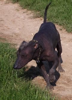 Mexican Hairless