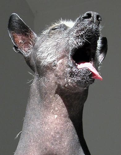 Mexican Hairless
