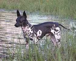 Mexican Hairless