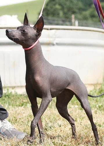 Mexican Hairless