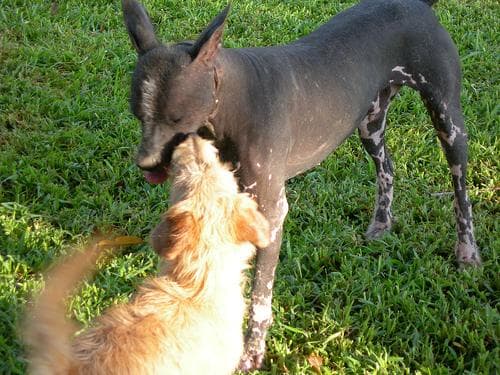 Mexican Hairless