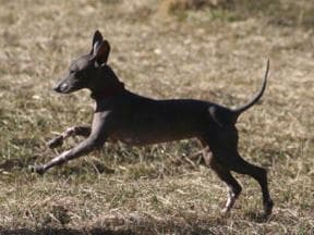Mexican Hairless