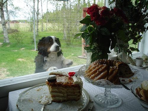 Bernese Mountain