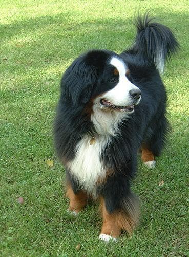 Bernese Mountain