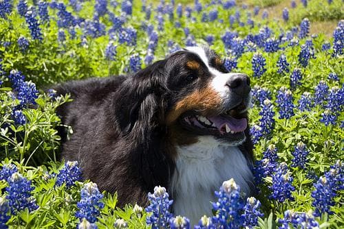 Bernese Mountain