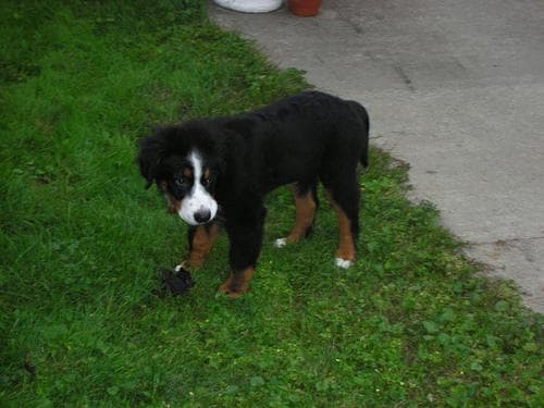 Bernese Mountain