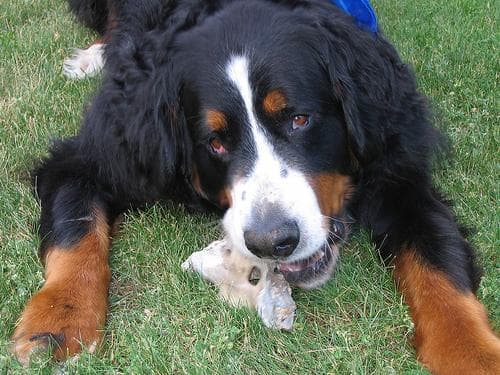 Bernese Mountain