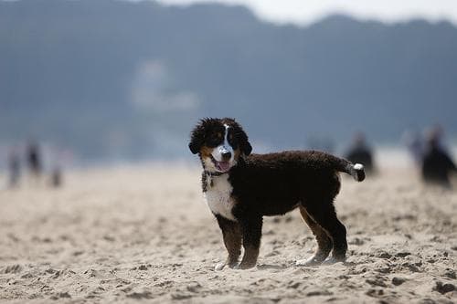 Bernese Mountain