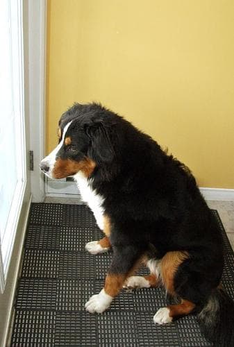 Bernese Mountain