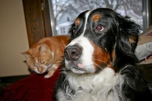 Bernese Mountain
