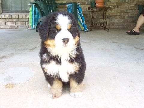Bernese Mountain