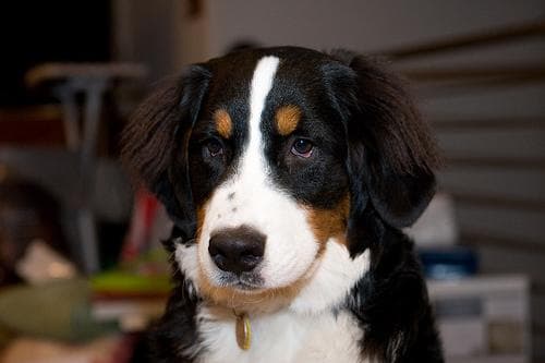 Bernese Mountain