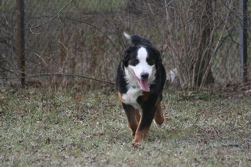 Bernese Mountain