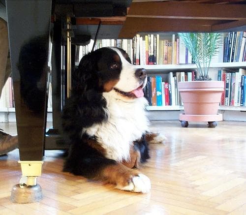 Bernese Mountain