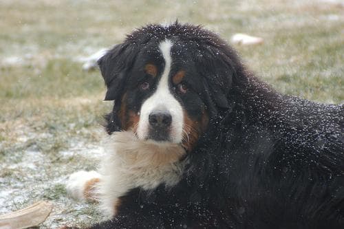 Bernese Mountain
