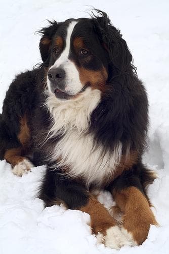 Bernese Mountain