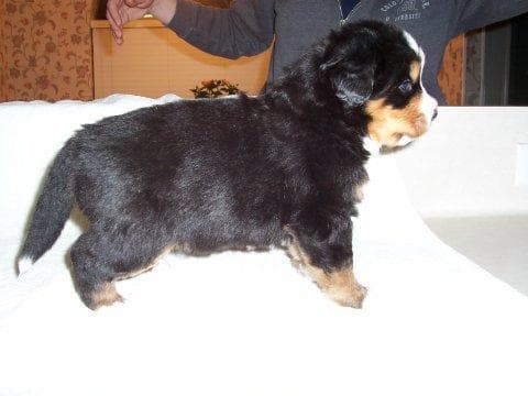 Bernese Mountain