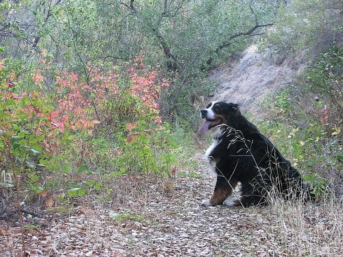 Bernese Mountain
