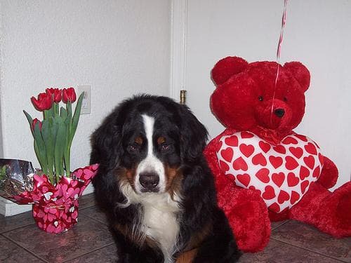 Bernese Mountain