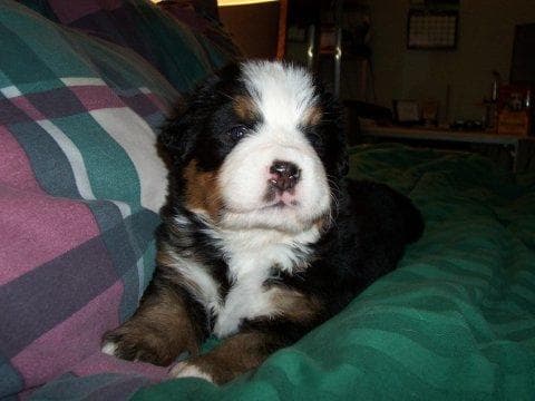 Bernese Mountain