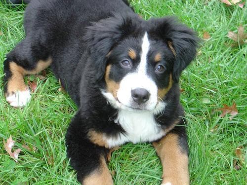 Bernese Mountain