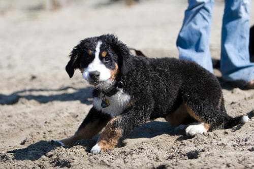 Bernese Mountain