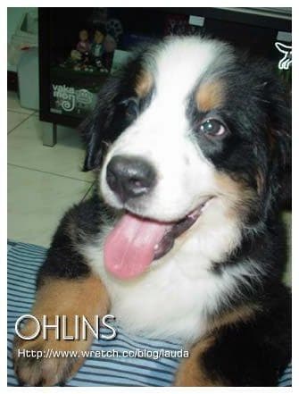 Bernese Mountain
