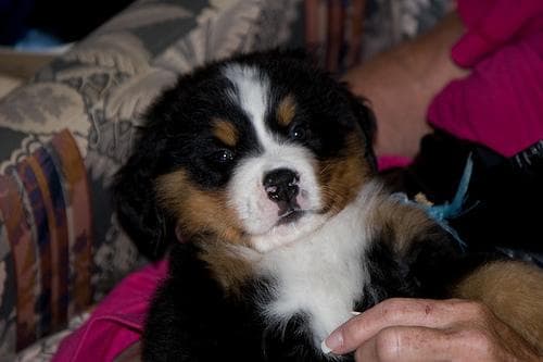 Bernese Mountain