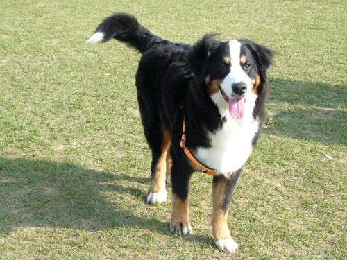 Bernese Mountain