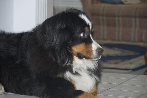 Bernese Mountain