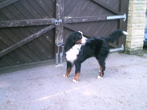 Bernese Mountain