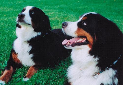 Bernese Mountain