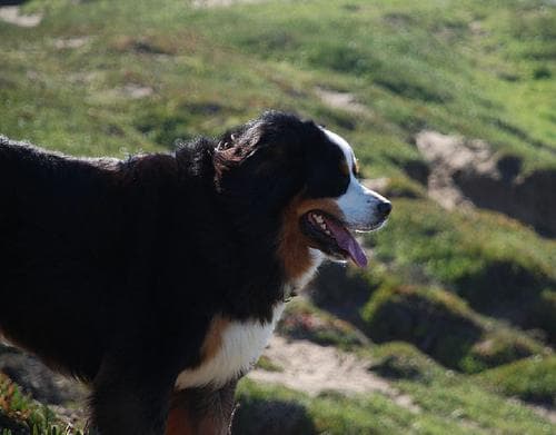 Bernese Mountain