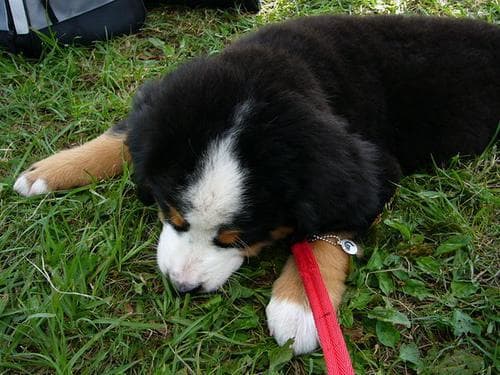 Bernese Mountain