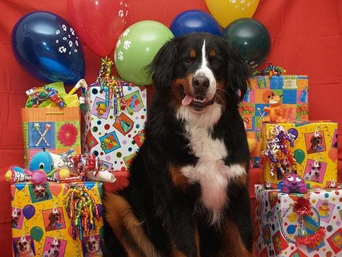 Bernese Mountain