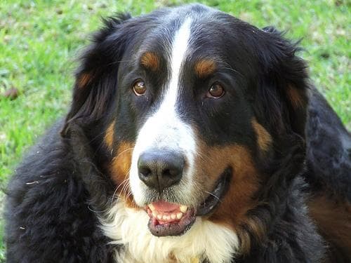 Bernese Mountain