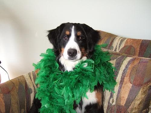 Bernese Mountain