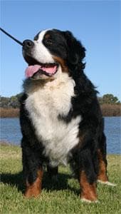 Bernese Mountain