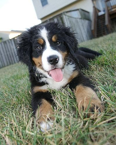Bernese Mountain
