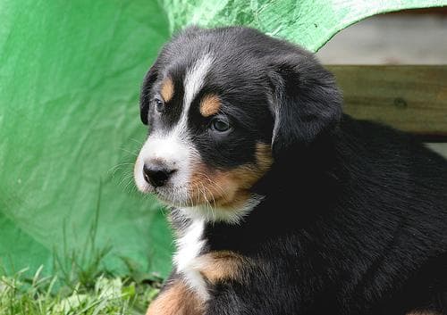 Bernese Mountain