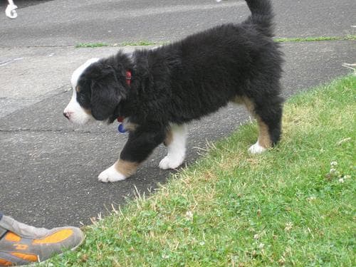Bernese Mountain