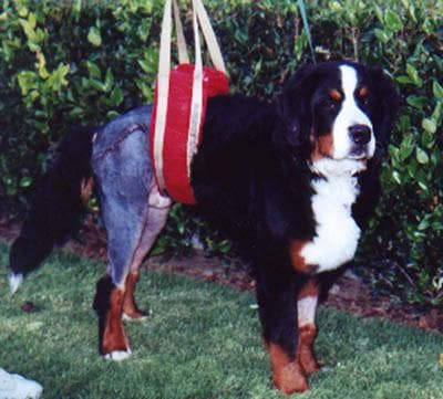Bernese Mountain