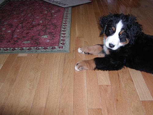 Bernese Mountain