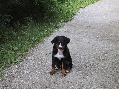 Bernese Mountain