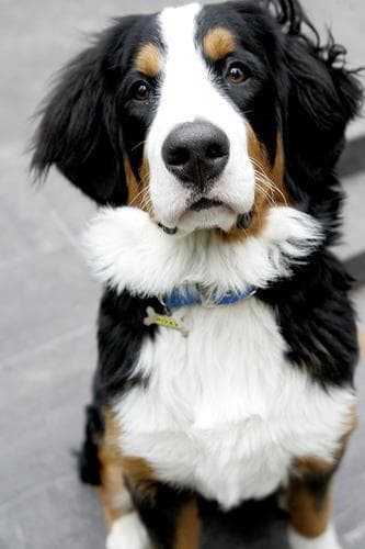 Bernese Mountain