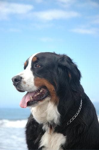 Bernese Mountain