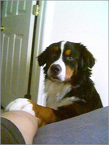 Bernese Mountain