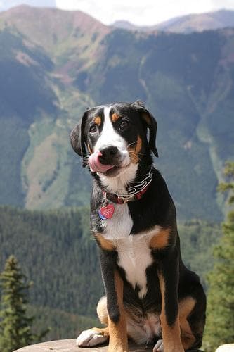 Swiss Mountain