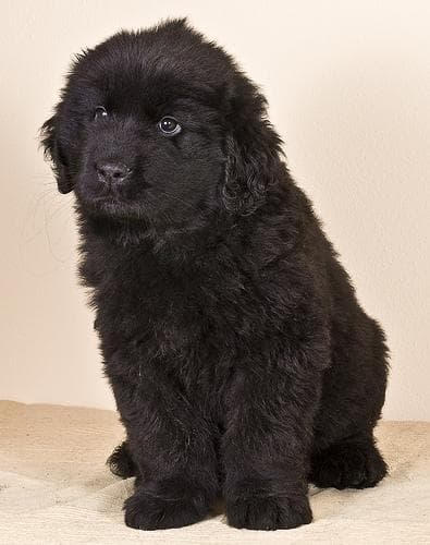 Newfoundland