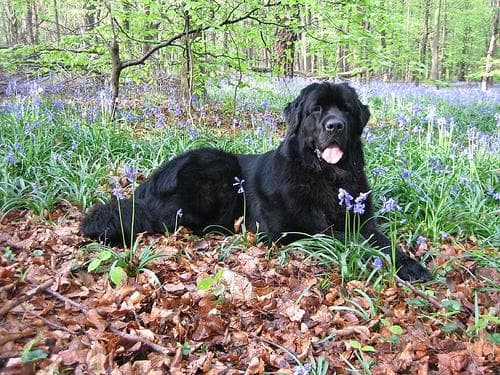 Newfoundland
